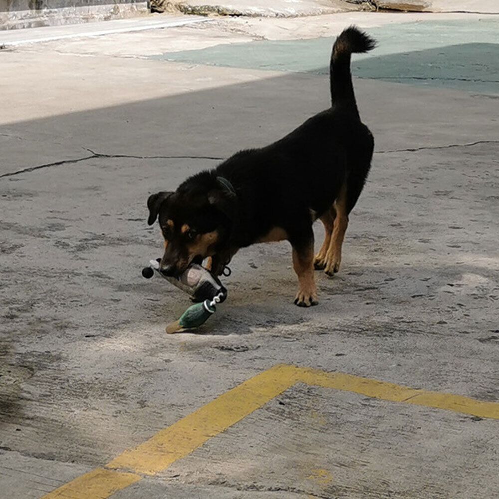 Decoy Duck Plastic - Richiamo per cani a forma di